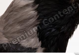 Carrion crow bird feathers neck 0001.jpg